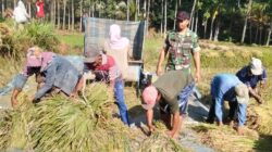 TNI Probolinggo Dampingi Petani Lumbang Panen Padi, Wujudkan Ketahanan Pangan