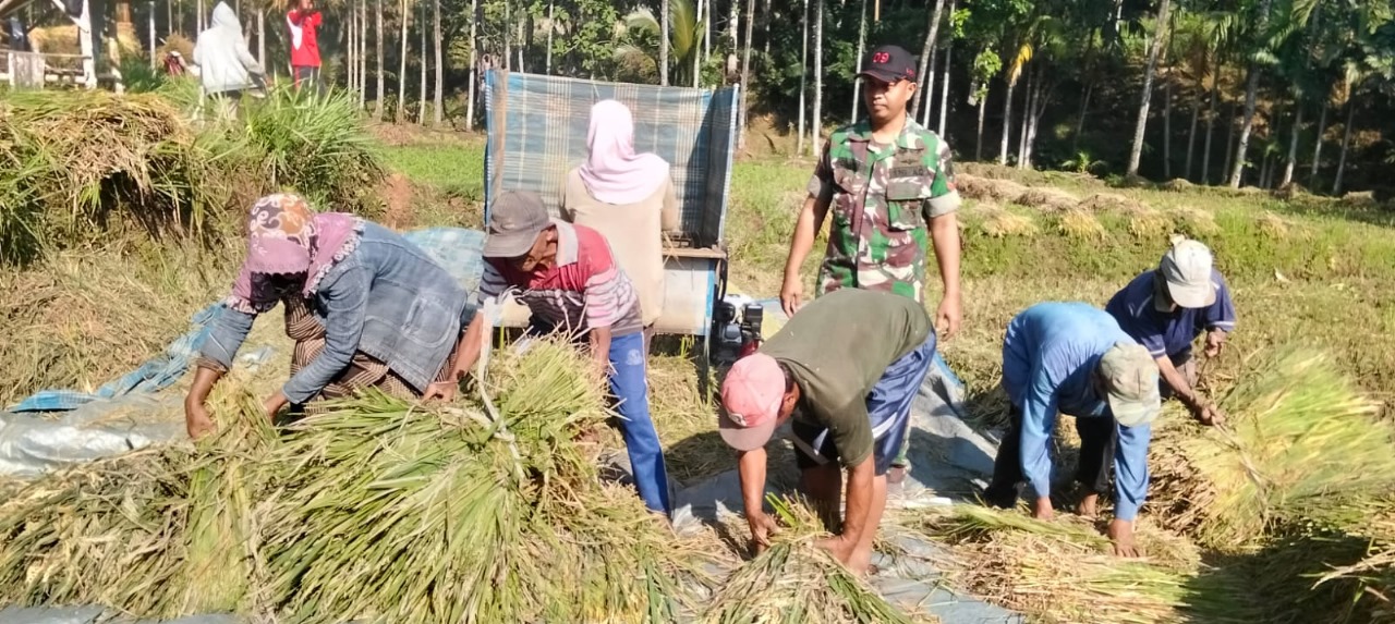 TNI Probolinggo Dampingi Petani Lumbang Panen Padi, Wujudkan Ketahanan Pangan