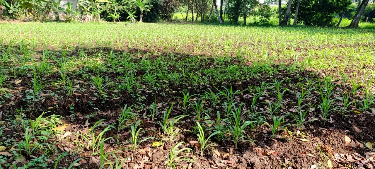 Polsek Cikupa Tinjau Lahan Jagung Hibrida, Dukung Program Ketahanan Pangan Nasional Polsek Cikupa Tinjau Lahan Jagung Hibrida, Dukung Program Ketahanan Pangan Nasional