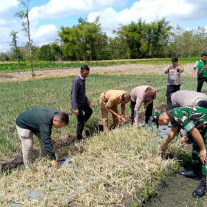 Anggota TNI Hadiri Kegiatan Farmers Field Day Anggota TNI Hadiri Kegiatan Farmers Field Day
