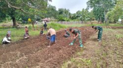 Ketahanan Pangan di Ujung Timur, Kolaborasi TNI dan Rakyat