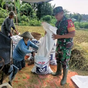 Babinsa Selokajang Dampingi Panen Padi, Dorong Petani Optimalkan Program Hanpangan Babinsa Selokajang Dampingi Panen Padi, Dorong Petani Optimalkan Program Hanpangan