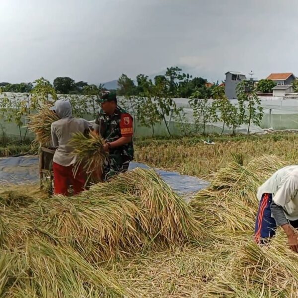 TNI Bersama Petani Desa Tigasan Wetan Panen Padi Melimpah