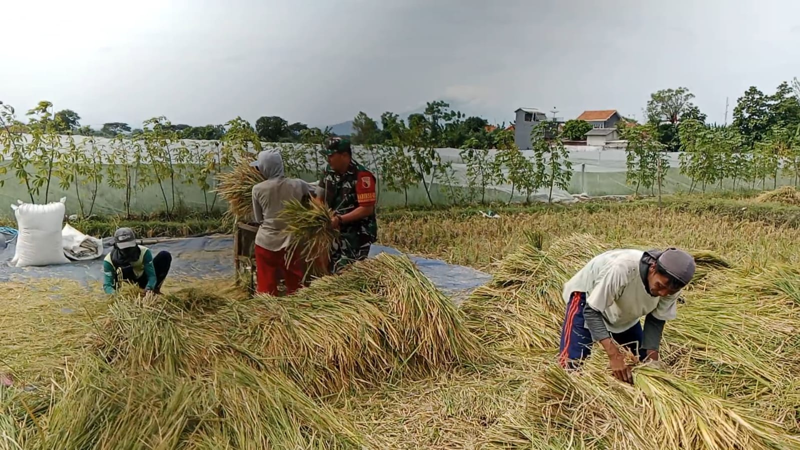 TNI Bersama Petani Desa Tigasan Wetan Panen Padi Melimpah