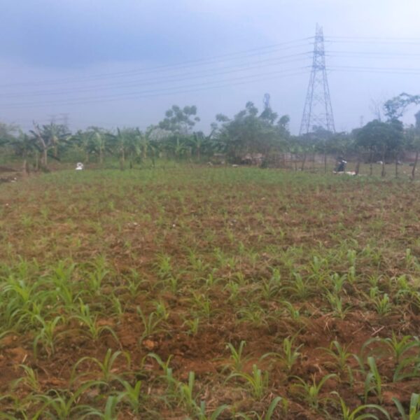 Dukung Ketahanan Pangan, Bhabinkamtibmas Desa Sukadamai Cek Lahan Jagung di Kp. Gebang