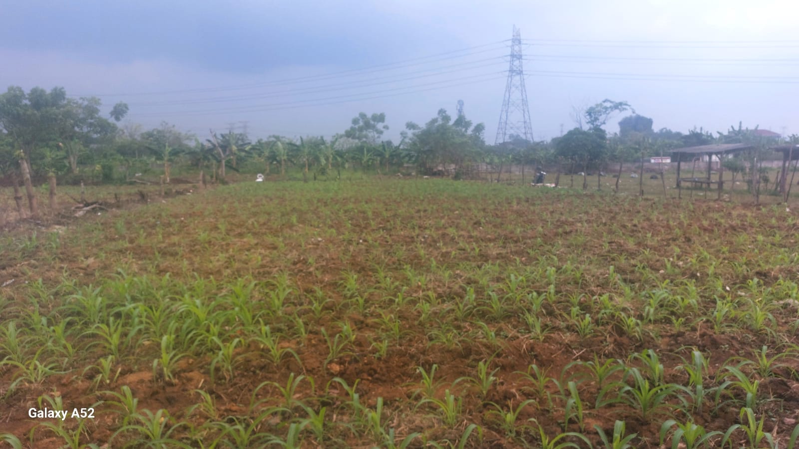 Dukung Ketahanan Pangan, Bhabinkamtibmas Desa Sukadamai Cek Lahan Jagung di Kp. Gebang
