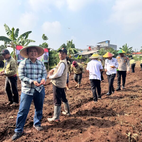 Polsek Cikupa Polresta Tangerang Tanam Jagung Hybrida Serentak: Satu Desa Dua Hektar