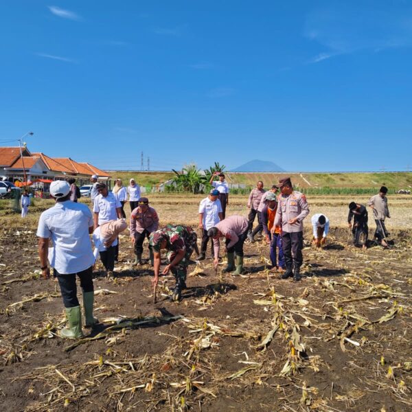 Santri Tanam Jagung Serentak, Koramil Maron Dukung Ketahanan Pangan