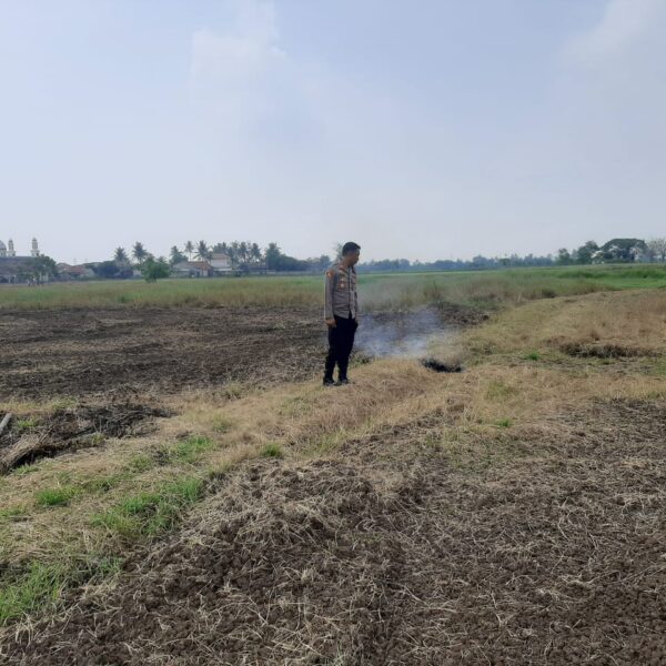 Polsek Kronjo Lanjutkan Penggarapan Lahan 5 Hektare untuk Penanaman Jagung Program Gerakan Wangsakara