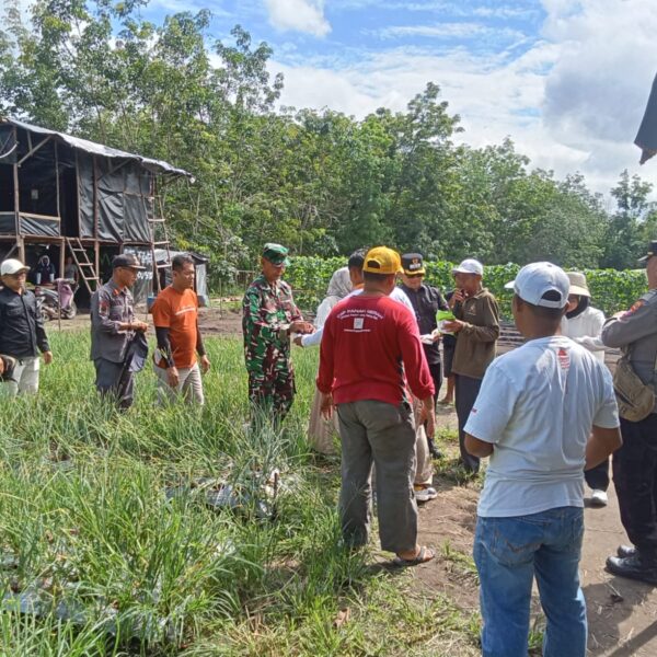 Danramil Banua Lawas Hadiri Panen Raya Bawang Merah TSS Tabalong