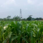 Polsek Cikupa Cek Lahan Jagung Hibrida, Dukung Program Ketahanan Pangan Polsek Cikupa Cek Lahan Jagung Hibrida, Dukung Program Ketahanan Pangan