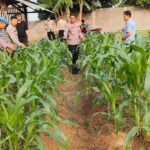Kapolsek Purwakarta Cek Tanaman Jagung Pastikan Pertumbuhan Jagung Kapolsek Purwakarta Cek Tanaman Jagung Pastikan Pertumbuhan Jagung