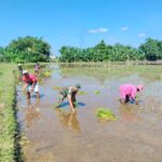 Babinsa Kodim 0820 Probolinggo Bantu Petani Jaga Ketahanan Pangan Nasional