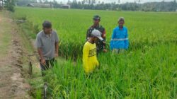 Pendampingan Pertanian, Babinsa Sumbersari Sambangi Kelompok Tani Sari Rezeki
