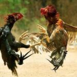 Masyarakat Desa Siman Kediri Resah, Perjudian Sabung Ayam dan Dadu Semakin Marak Masyarakat Desa Siman Kediri Resah, Perjudian Sabung Ayam dan Dadu Semakin Marak