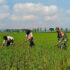 Optimalkan Ketahanan Pangan, Babinsa Kademangan Dukung Petani Tingkatkan Kualitas Panen Optimalkan Ketahanan Pangan, Babinsa Kademangan Dukung Petani Tingkatkan Kualitas Panen