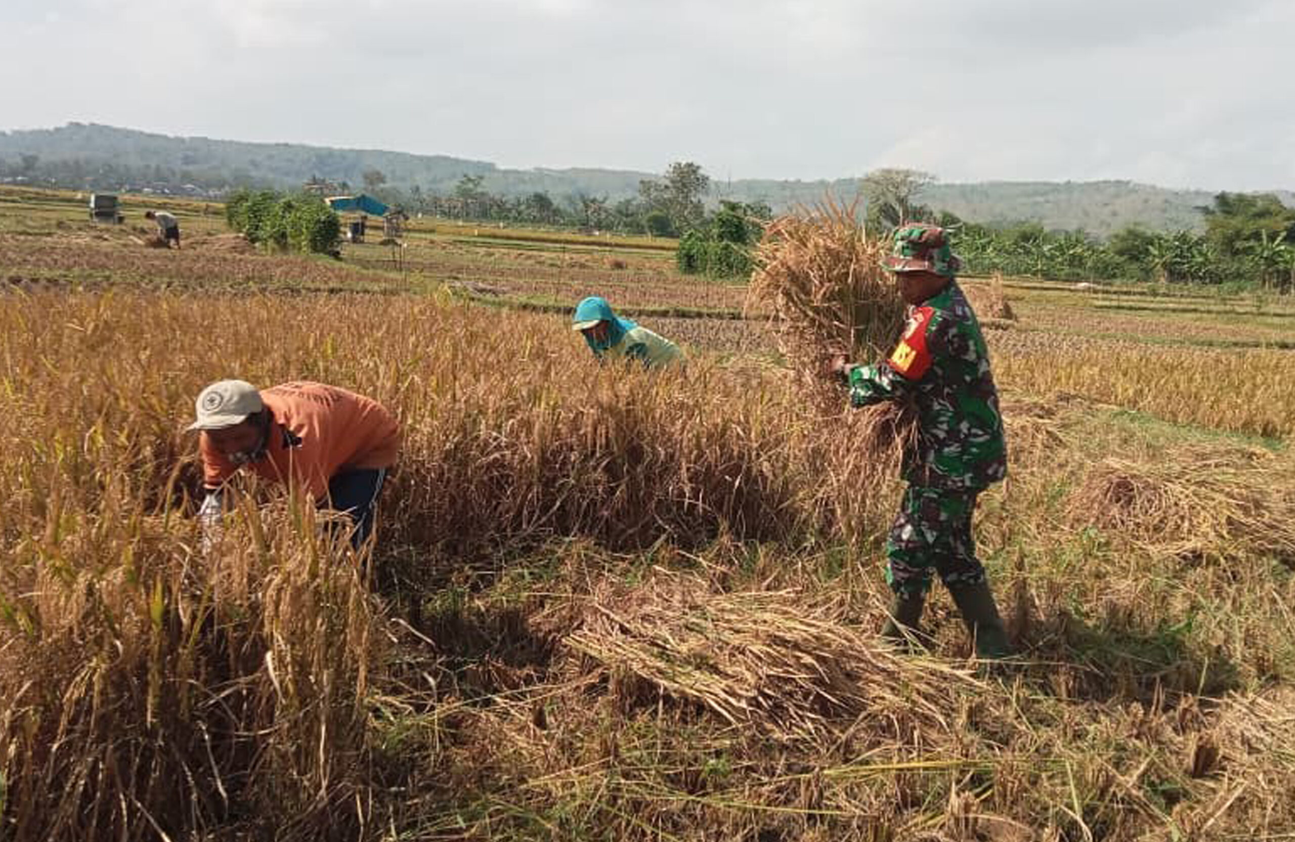 Babinsa Margomulyo Dampingi Panen Padi, Wujud Nyata Kepedulian TNI terhadap Ketahanan Pangan