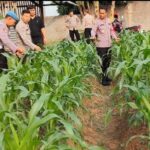 Bhabinkamtibmas Polsek Purwakarta Dampingi Petani Pantau Pertumbuhan Jagung Bhabinkamtibmas Polsek Purwakarta Dampingi Petani Pantau Pertumbuhan Jagung