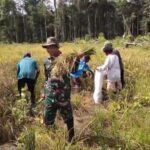 Babinsa Koramil Kuala Kencana Bantu Warga Panen Padi Gogo Untuk Dukung Ketahanan Pangan Babinsa Koramil Kuala Kencana Bantu Warga Panen Padi Gogo Untuk Dukung Ketahanan Pangan