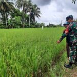 Babinsa Koramil 1002-08/LAU Dorong Produktivitas Pertanian Warga