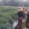 Semangat Gotong Royong, Babinsa dan Warga Panen Cabe Keriting Bersama