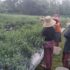 Semangat Gotong Royong, Babinsa dan Warga Panen Cabe Keriting Bersama
