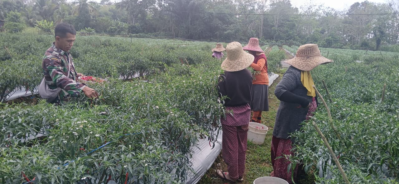 Semangat Gotong Royong, Babinsa dan Warga Panen Cabe Keriting Bersama