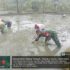 Babinsa Koramil 1505-03/Maba Turun ke Sawah Bantu Petani Tanam Padi Babinsa Koramil 1505-03/Maba Turun ke Sawah Bantu Petani Tanam Padi