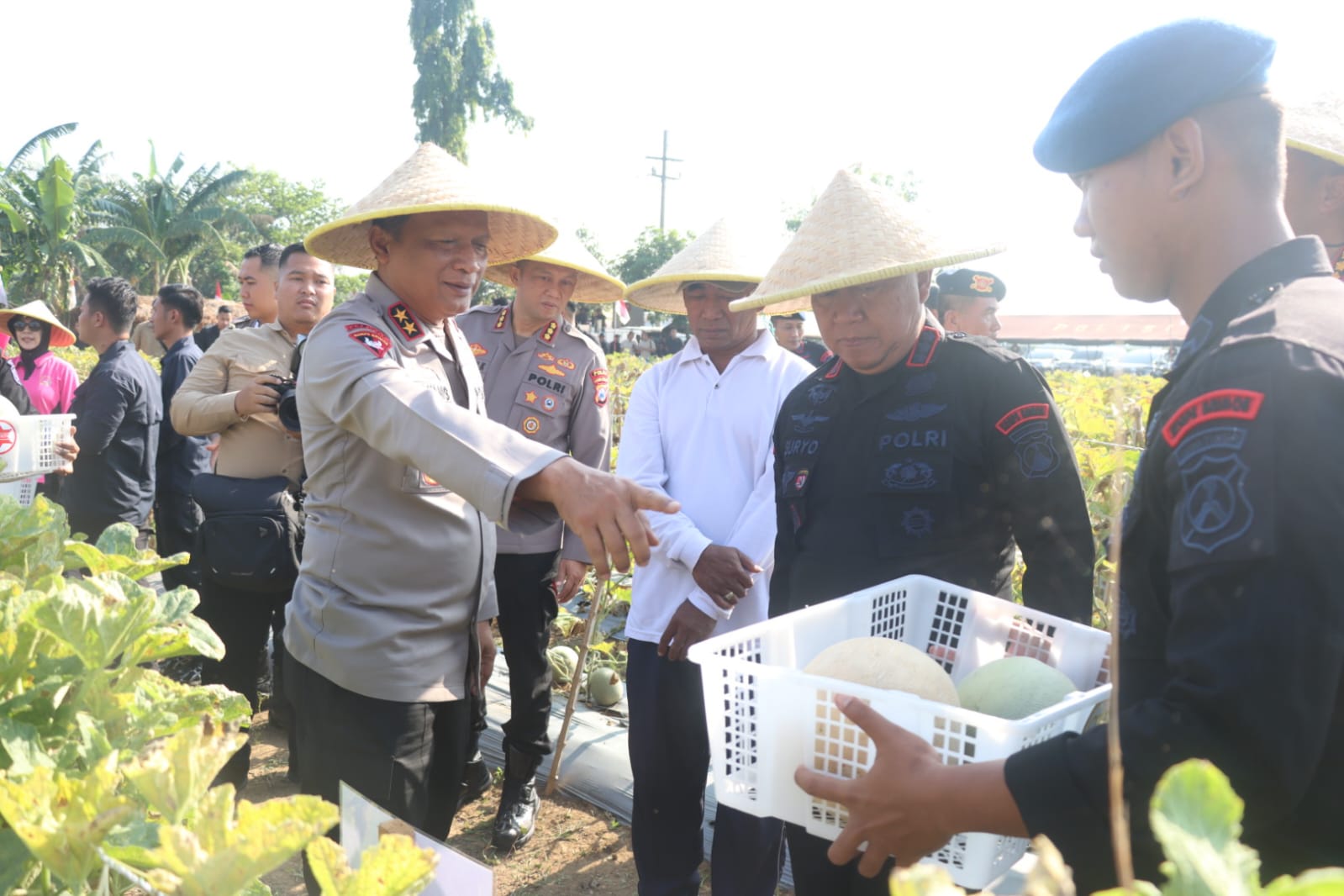Brimob Polda Jatim Panen Melon dan Semangka, Dukung Program Ketahanan Pangan Nasional*