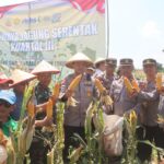 Dukung Swasembada Pangan Nasional, Polres Probolinggo Panen Jagung di Desa Alas Sapi