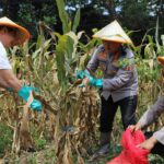 Dukung Swasembada Pangan Nasional Polresta Malang Kota Targetkan Lahan 26,35 Hektar untuk Kuartal IV*