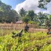 Satgas 312 dan Warga Yanggandur Bersatu Jaga Ketahanan Pangan Satgas 312 dan Warga Yanggandur Bersatu Jaga Ketahanan Pangan