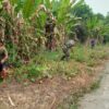 Babinsa Bersama Warga Lakukan   Gotong Royong Jaga Kebersihan Lingkungan