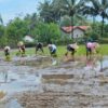 Babinsa Olak Alen Dampingi Petani Tanam Padi, Wujud Nyata Dukungan TNI Pada Ketahanan Pangan Babinsa Olak Alen Dampingi Petani Tanam Padi, Wujud Nyata Dukungan TNI Pada Ketahanan Pangan