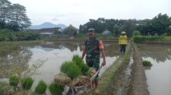 Wujud Kepedulian TNI Pada Ketahanan Pangan, Babinsa Kaweron Bantu Petani Tanam Padi