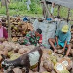 Wujud Kepedulian, Babinsa Koramil 03/Maba Dukung Pengolahan Kopra di Desa Binaan