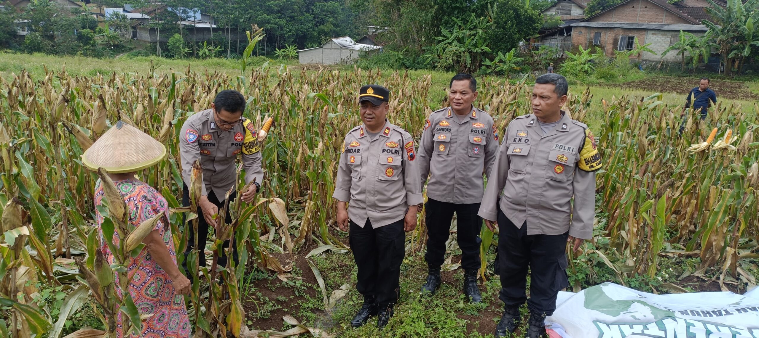 Polres Salatiga Gelar Panen Raya Jagung Kwartal III, Dukung Swasembada Pangan Nasional