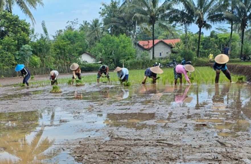 Babinsa Olak Alen Dampingi Petani Tanam Padi, Wujud Nyata Dukungan TNI Pada Ketahanan Pangan