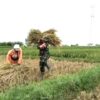 Serka Agus Budiono Turun ke Sawah, Dukung Petani Klenang Lor Saat Panen Padi