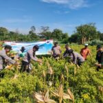 Wujudkan Program Ketahanan Pangan Polres Probolinggo Bersama Kelompok Tani Panen Jagung di Bantaran*