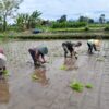 Babinsa Ngoran Dampingi Kelompok Tani Berkah Tani dalam Penanaman Padi Di Nglegok