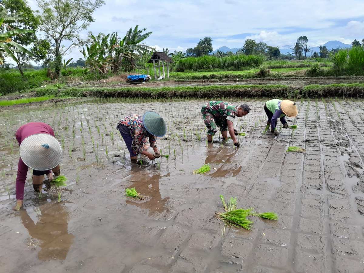 Babinsa Ngoran Dampingi Kelompok Tani Berkah Tani dalam Penanaman Padi Di Nglegok
