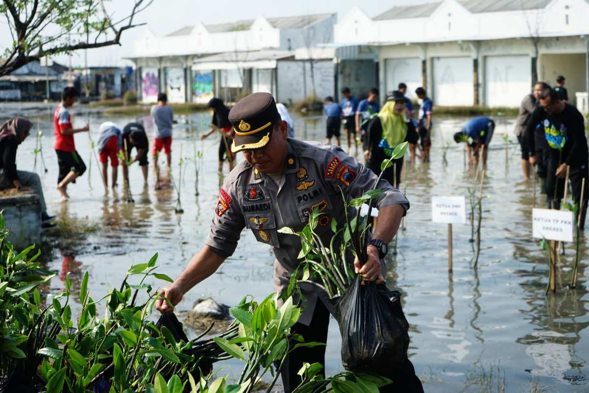 Kapolres Brebes Dukung Gerakan Mageri Segoro, Ribuan Pohon Mangrove Ditanam Serentak di Jawa Tengah