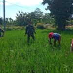 Koptu Agus Yasir Arofat Jadi Teladan, TNI Hadir Bantu Petani Wujudkan Swasembada Padi
