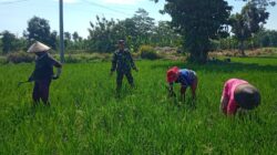 Koptu Agus Yasir Arofat Jadi Teladan, TNI Hadir Bantu Petani Wujudkan Swasembada Padi