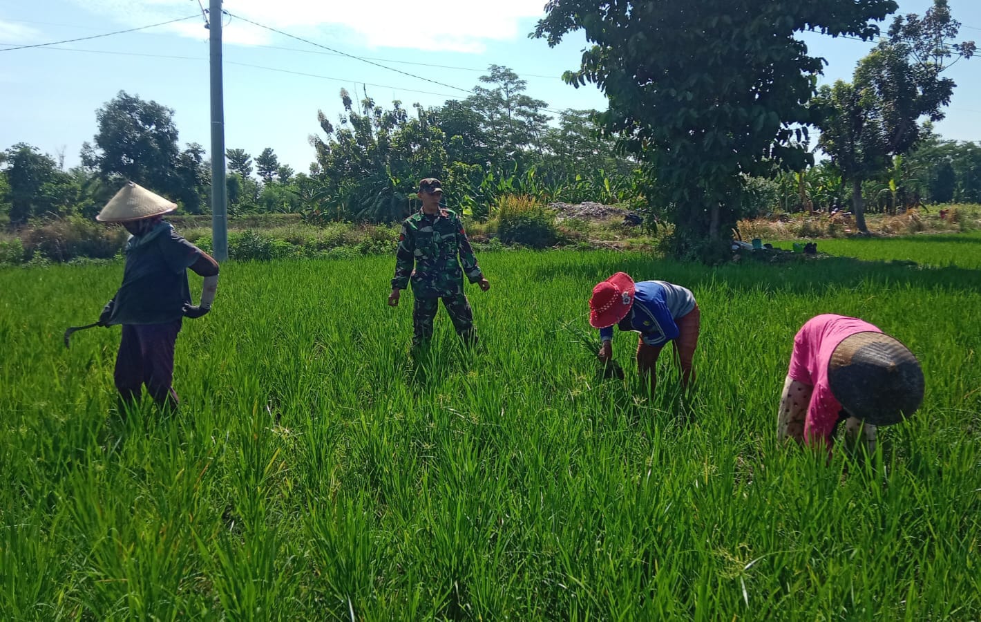 Koptu Agus Yasir Arofat Jadi Teladan, TNI Hadir Bantu Petani Wujudkan Swasembada Padi