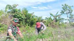 Babinsa Mapurujaya Wujudkan Kepedulian Lewat Komsos dan Pendampingan Petani Cabai Keriting Babinsa Mapurujaya Wujudkan Kepedulian Lewat Komsos dan Pendampingan Petani Cabai Keriting