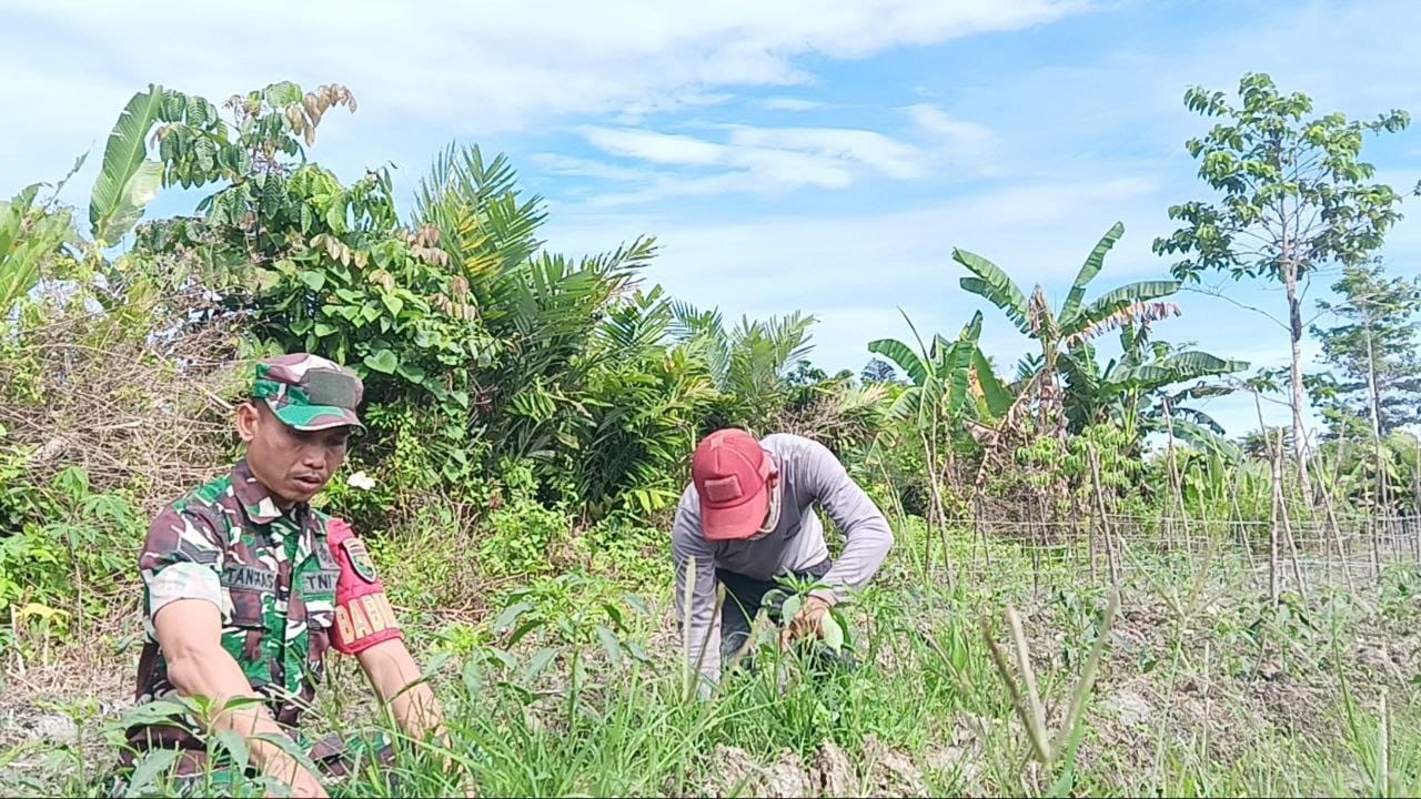 Babinsa Mapurujaya Wujudkan Kepedulian Lewat Komsos dan Pendampingan Petani Cabai Keriting Babinsa Mapurujaya Wujudkan Kepedulian Lewat Komsos dan Pendampingan Petani Cabai Keriting