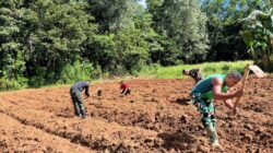 Dari Lahan Kosong Menjadi Harapan: TNI Dorong Kemandirian Pangan di Perbatasan