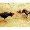 Ponorogo Terpuruk: Judi Sabung Ayam dan Dadu Bebas Beroperasi, Aparat Diduga Tutup Mata Ponorogo Terpuruk: Judi Sabung Ayam dan Dadu Bebas Beroperasi, Aparat Diduga Tutup Mata
